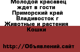 Молодой красавец ждет в гости - Приморский край, Владивосток г. Животные и растения » Кошки   